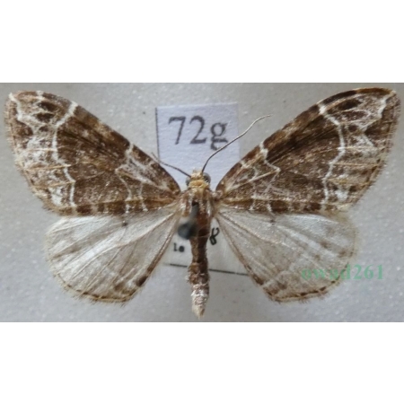 Ecliptopera silaceata (Denis & Schiffermüller, 1775) Paśnik niecierpek Czech72g